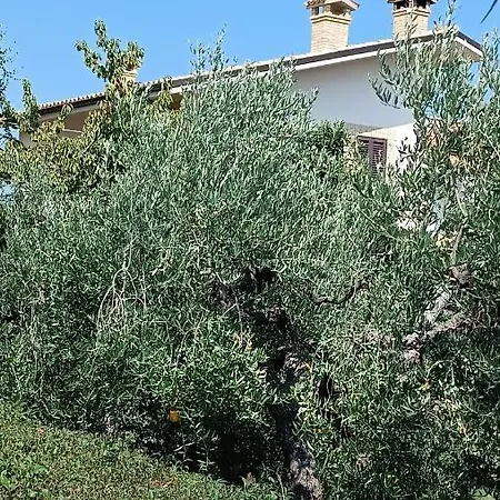 Le Luci In Attico Gran Vista Interno 4 Rose Bianche Guest house *
